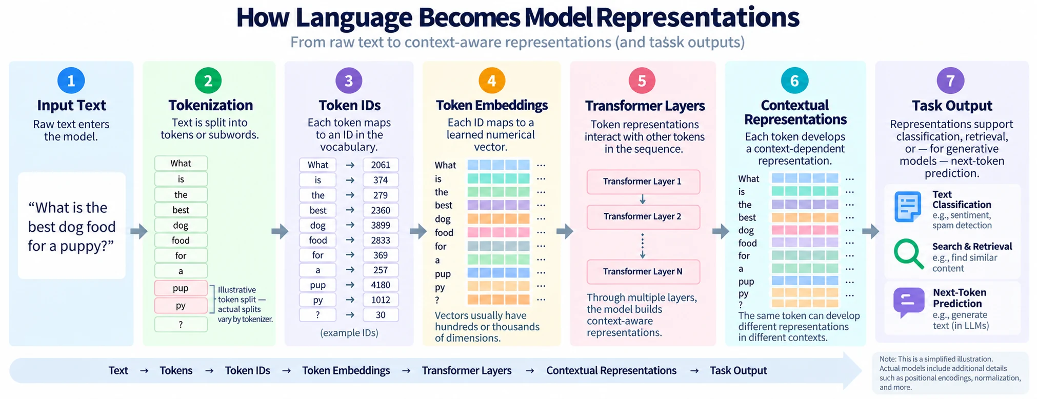 Seven-stage diagram showing text tokenization, token IDs, token embeddings, Transformer layers, contextual representations, and task outputs.